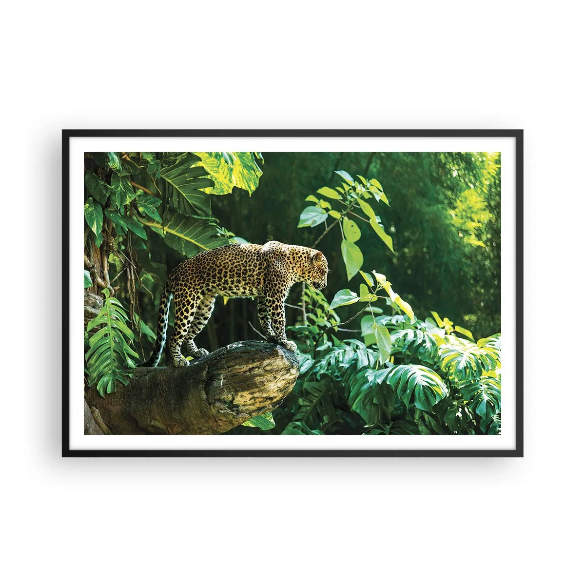 Poster in cornice nera - Un leopardo in piedi su una roccia circondato da vegetazione tropicale - 100x70cm - A caccia? - Decorazione murale moderna per soggiorno e camera da letto ARTTOR