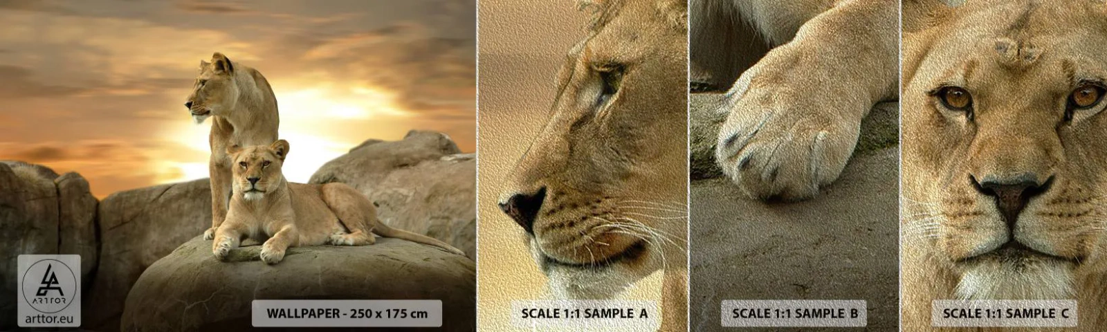 Campione di Fotomurale Premium Sand - Maestà reale - Animali, Leone, Natura - 100x30 cm