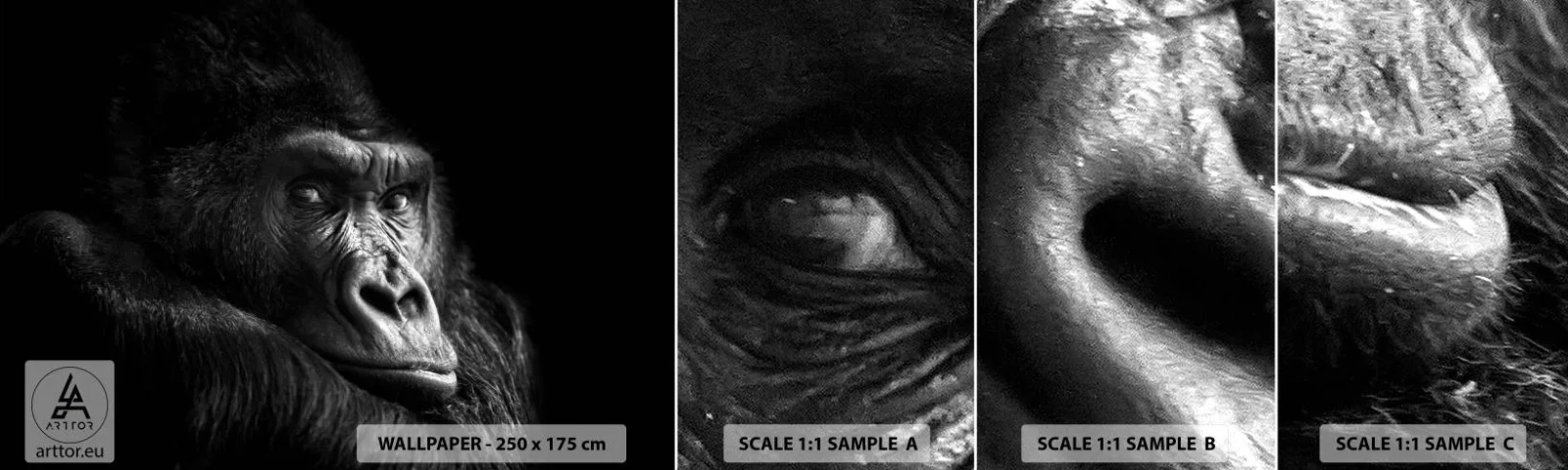 Campione di Fotomurale Adesivo Deluxe Sticker - E cosa guardi? - Scimmia, Gorilla, Animali - 100x30 cm