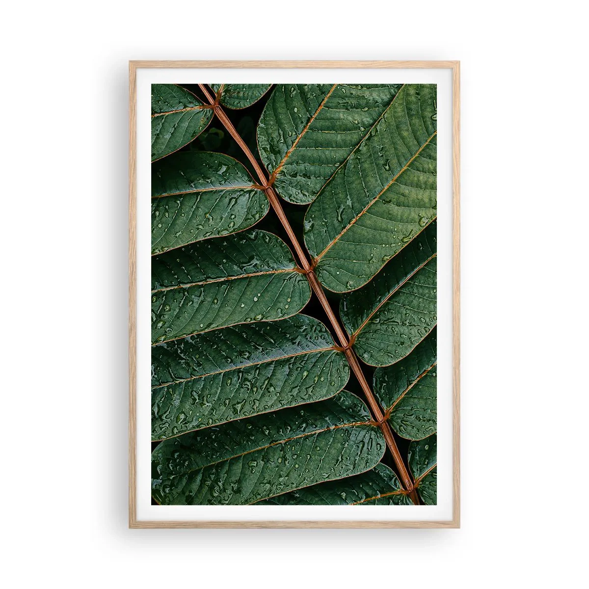 Poster in cornice rovere chiaro - Al ritmo verde - 70x100 cm