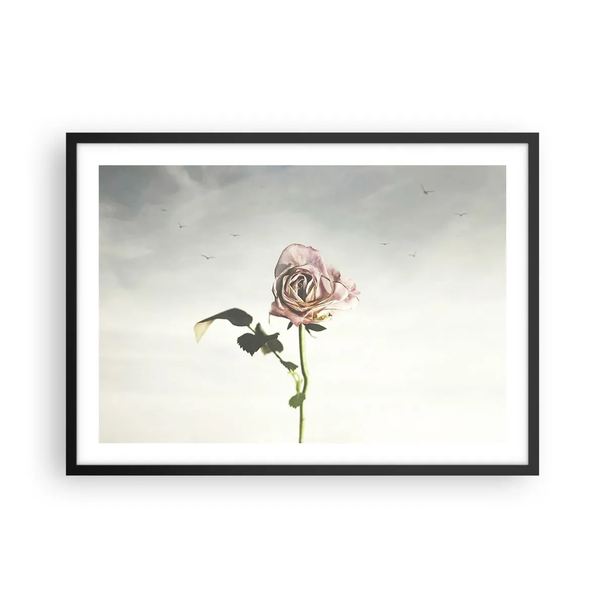 Poster in cornice nera - Una rosa delicata contro un cielo luminoso con uccelli che volano - 70x50cm - Il benvenuto alla primavera - Decorazione murale moderna per soggiorno e camera da letto ARTTOR