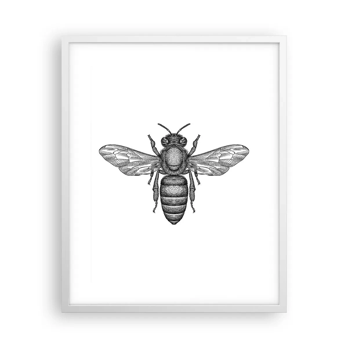 Poster in cornice bianca - Ritratto d'insetto - 40x50 cm