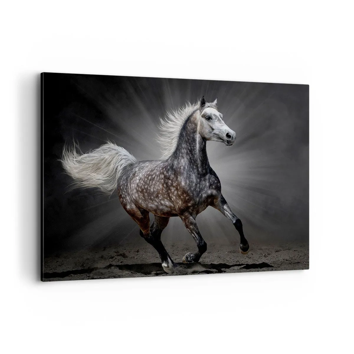 Quadro su tela - Stampe su Tela - Un cavallo bianco al galoppo su uno sfondo scuro - 100x70cm - Grigio è bello - Decorazione murale moderna per soggiorno e camera da letto ARTTOR