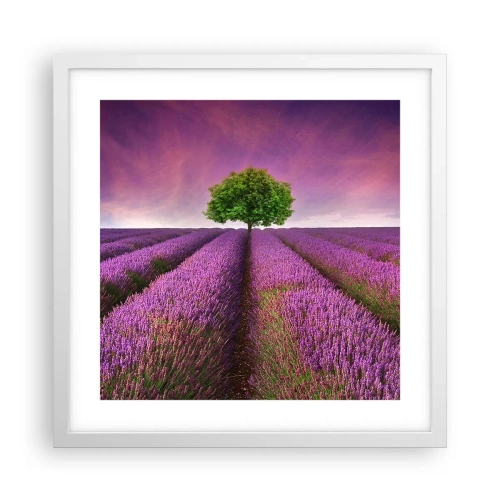 Poster in cornice bianca - Sui campi di lavanda - 40x40 cm