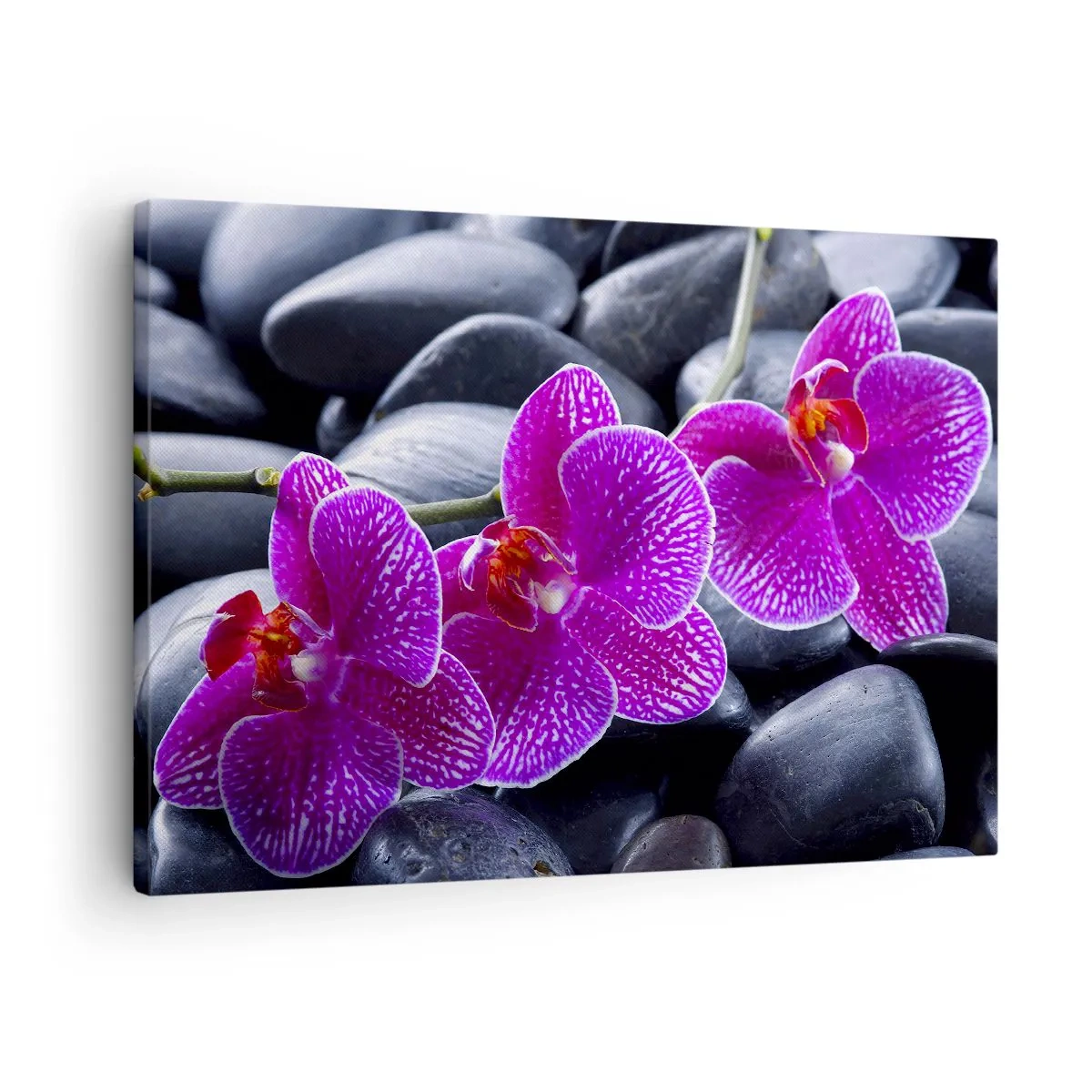 Quadro su tela - Stampe su Tela - Orchidee viola su uno sfondo di pietre nere - 70x50cm - Le pietre brillano di ammirazione - Decorazione murale moderna per soggiorno e camera da letto ARTTOR