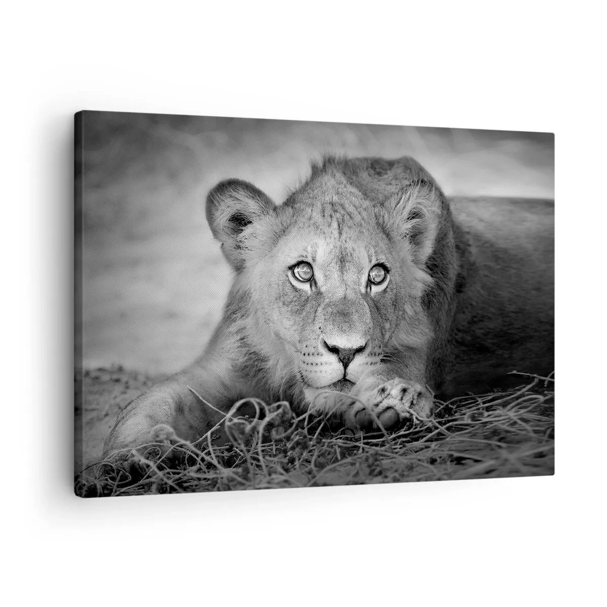 Quadro su tela - Stampe su Tela - Ritratto monocromatico di un giovane leone sdraiato - 70x50cm - Cucciolo reale - Decorazione murale moderna per soggiorno e camera da letto ARTTOR