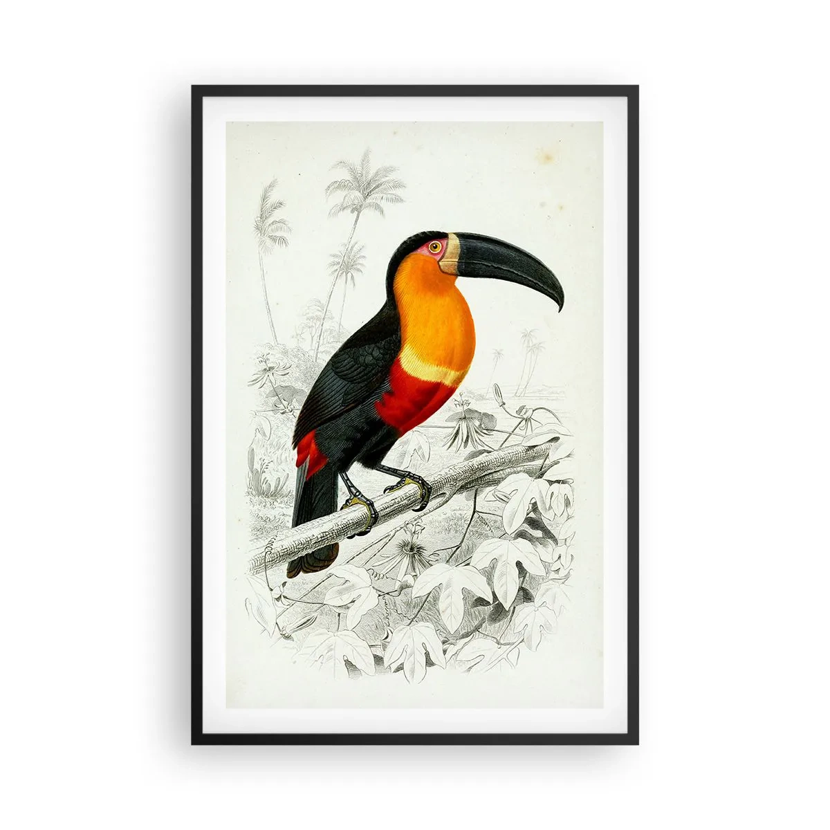 Poster in cornice nera - Colori di uccelli - 61x91 cm