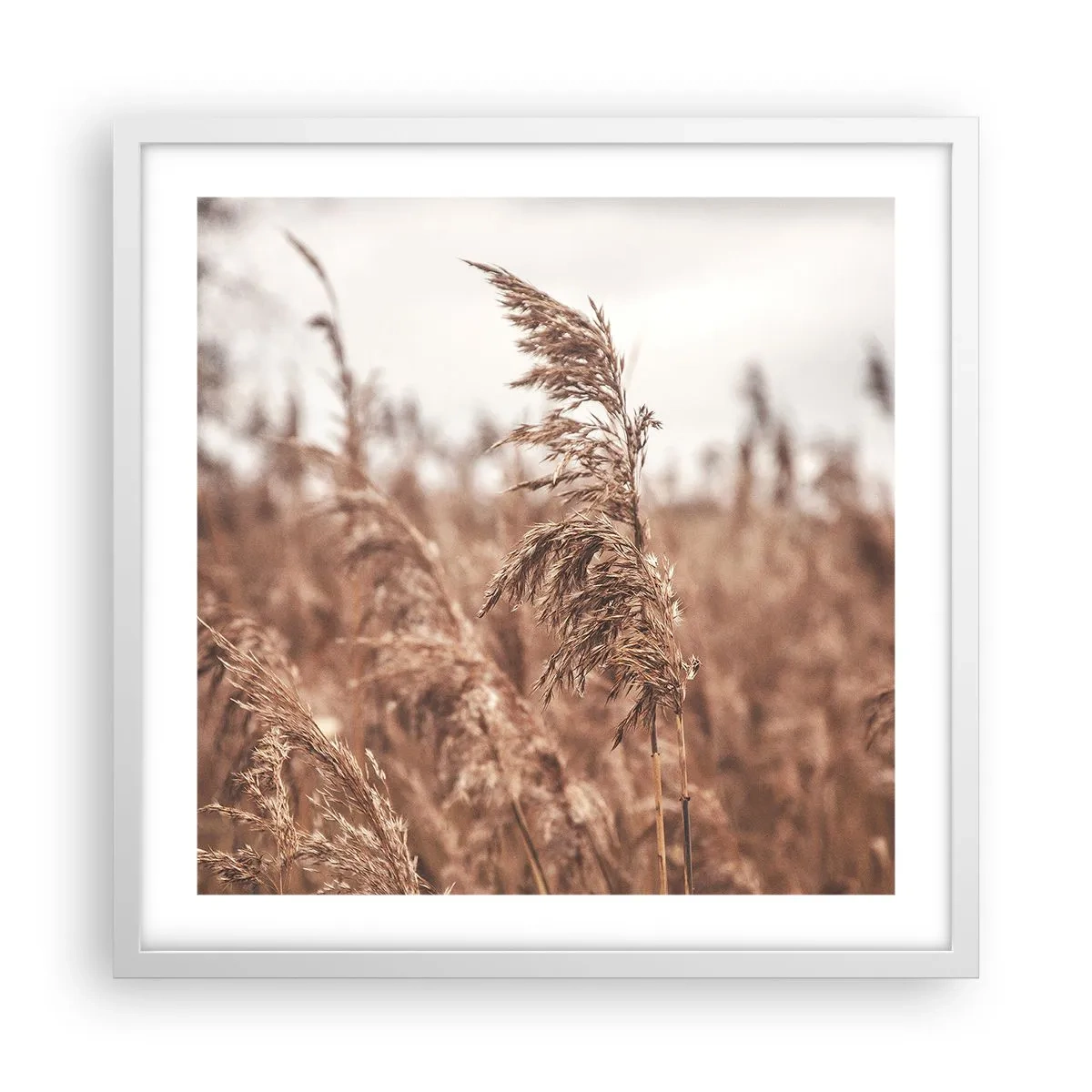 Poster in cornice bianca - Nei campi è già autunno - 50x50 cm