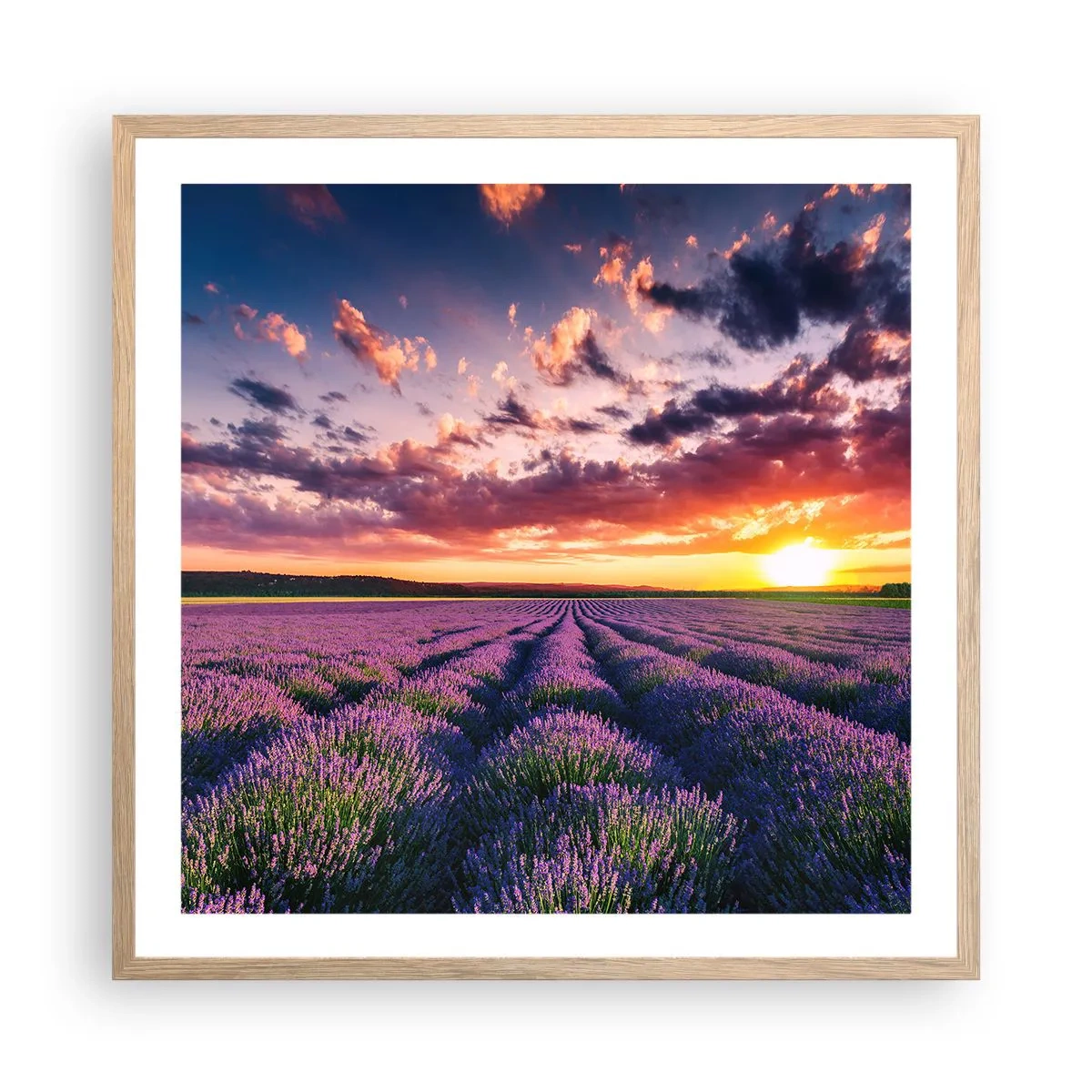Poster in cornice rovere chiaro - Il mondo della lavanda - 60x60 cm