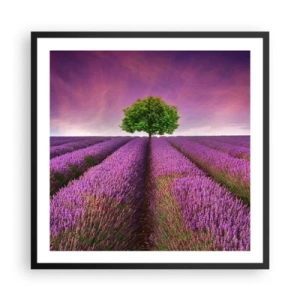 Poster in cornice nera - Sui campi di lavanda - 60x60 cm