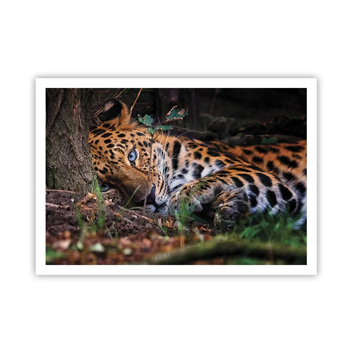 Poster - Un leopardo sdraiato all'ombra degli alberi - 100x70cm - Fidati di me - Decorazione murale moderna per soggiorno e camera da letto ARTTOR