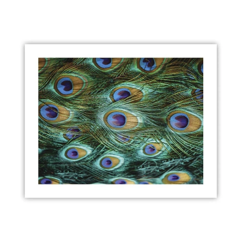 Poster - Lo sguardo del pavone - 50x40 cm