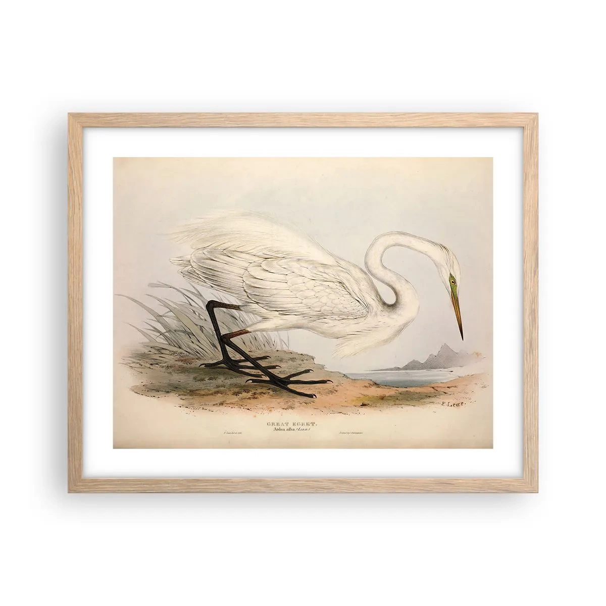 Poster in cornice rovere chiaro - La signora nel canneto - 50x40 cm