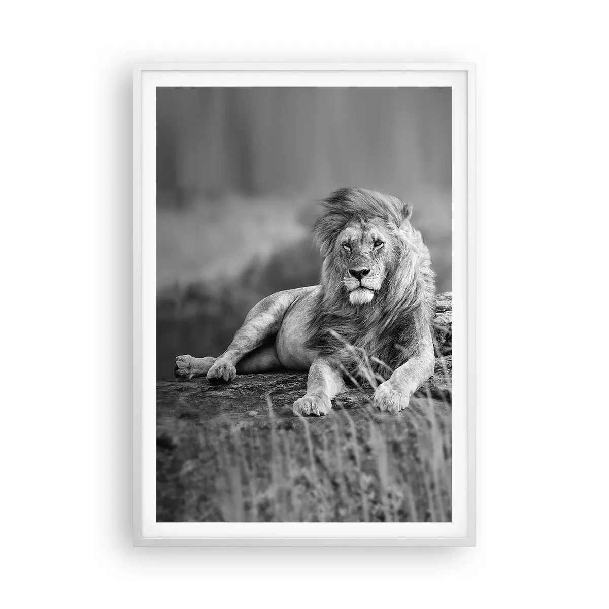 Poster in cornice bianca - La siesta del re - 70x100 cm