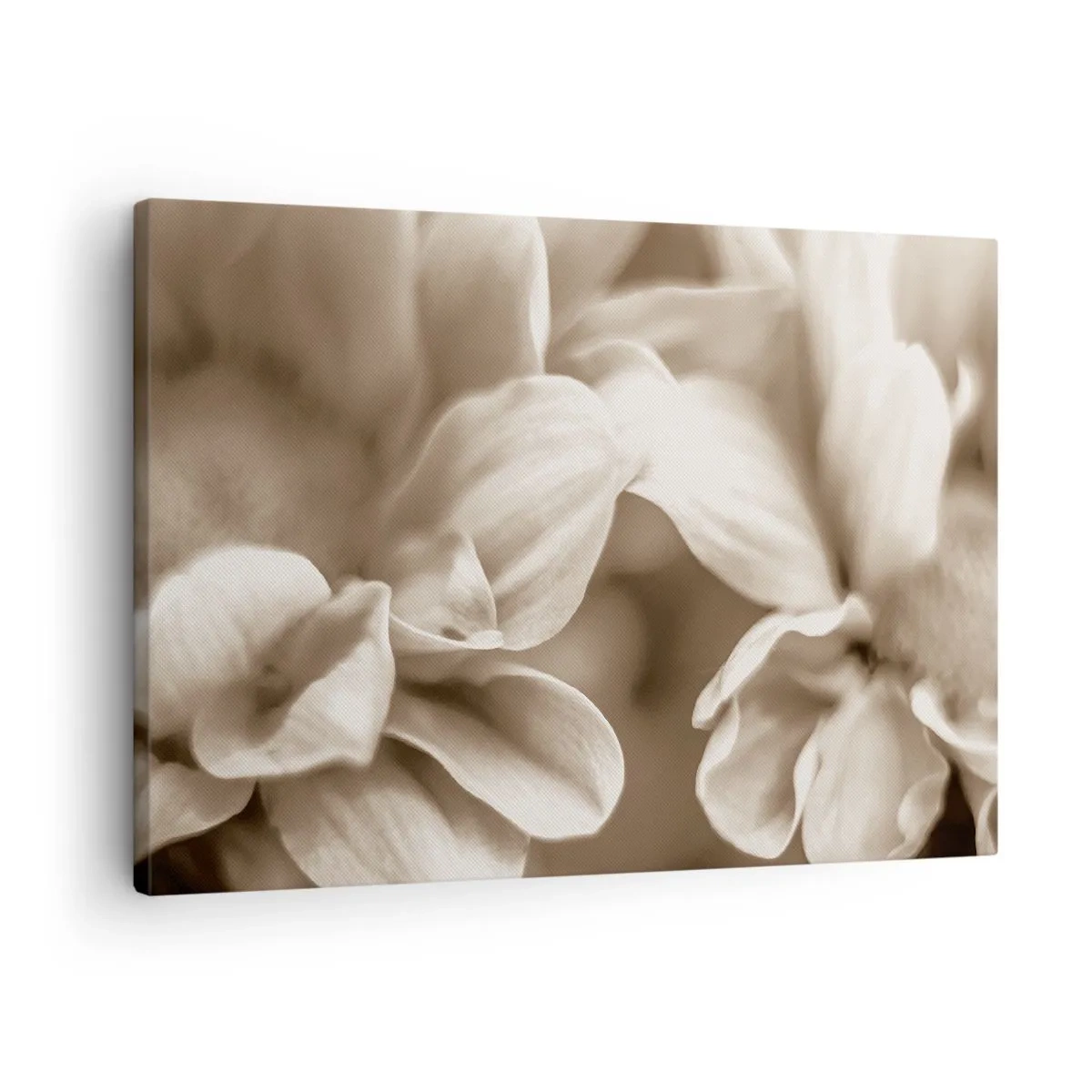 Quadro su tela - Stampe su Tela - Primo piano di fiori in una delicata tonalità seppia con contorni morbidi - 70x50cm - Mite come un sorriso - Decorazione murale moderna per soggiorno e camera da letto ARTTOR