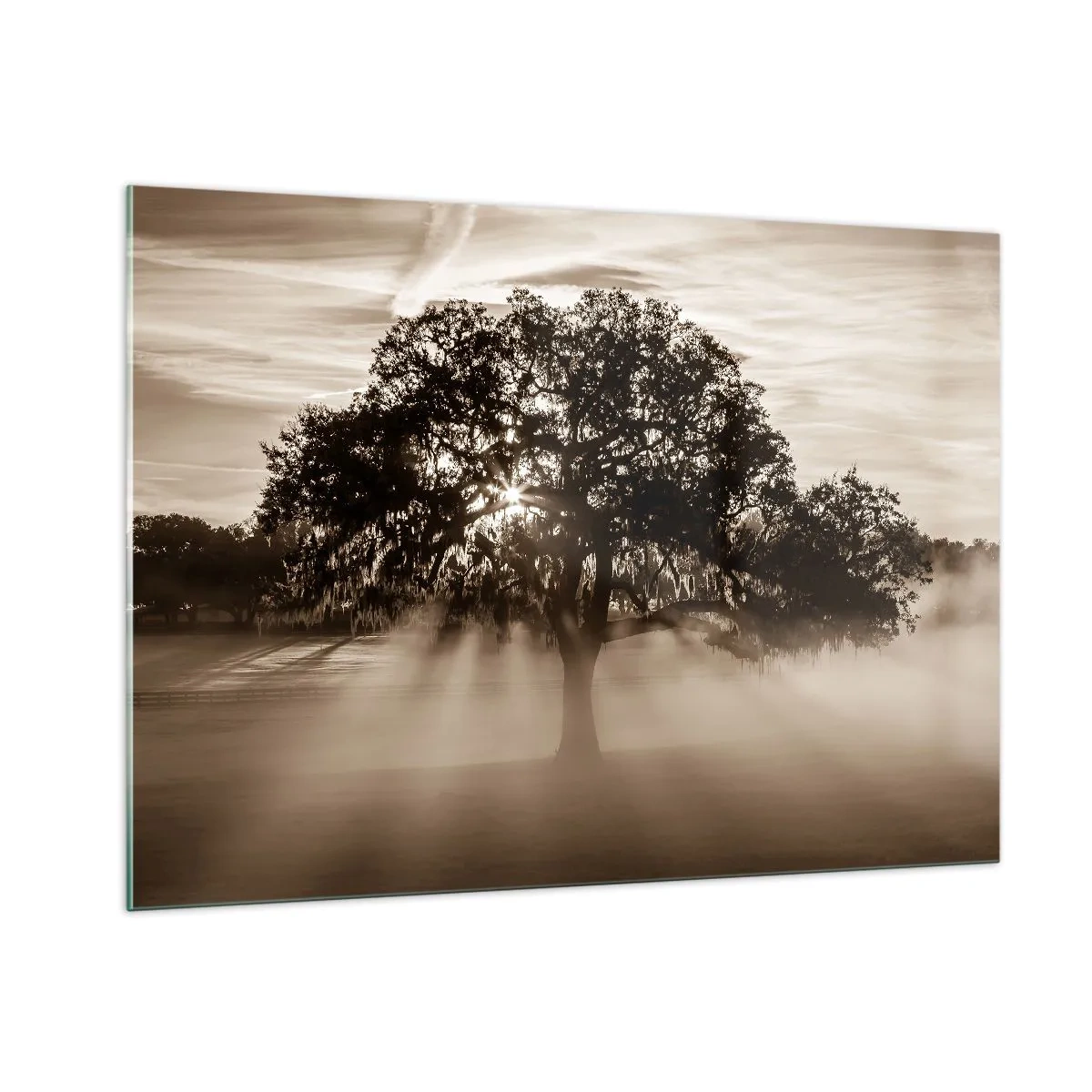 Quadro su vetro - Un albero nella nebbia mattutina con i raggi del sole che brillano attraverso i rami - 100x70cm - L'albero delle sole buone notizie - Decorazione murale moderna per soggiorno e camera da letto ARTTOR