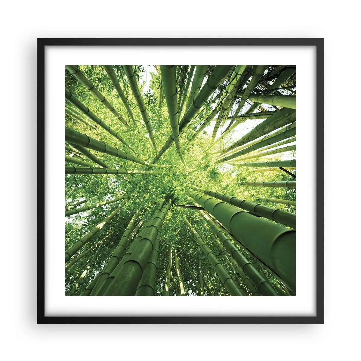 Poster in cornice nera - Nella foresta di bambù - 50x50 cm
