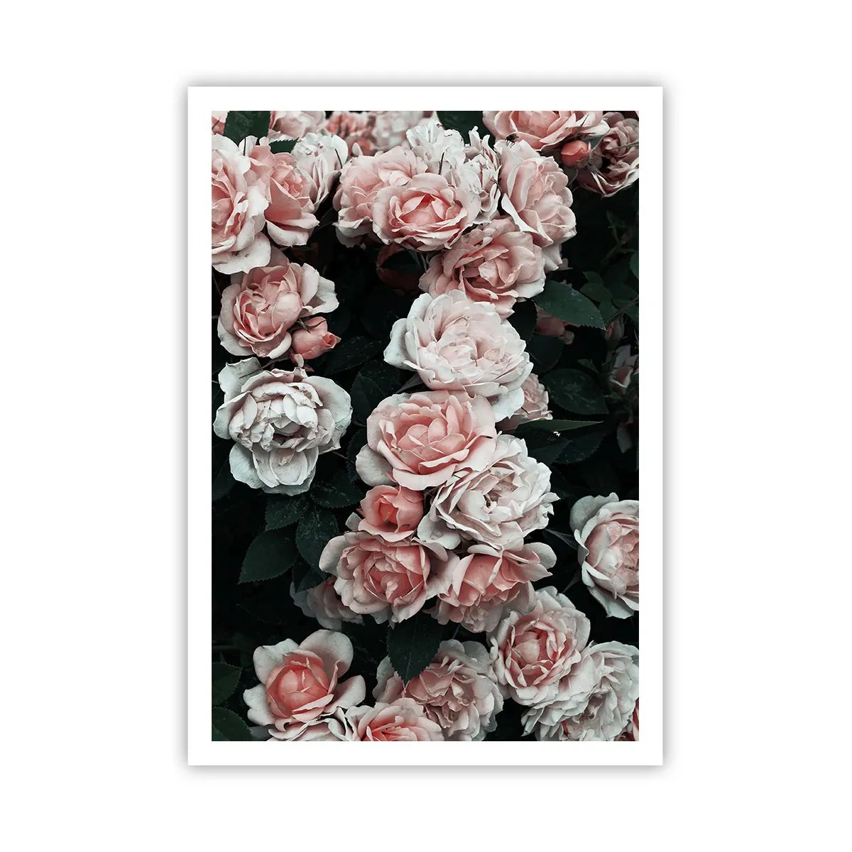 Poster - Composizione di rose - 70x100 cm