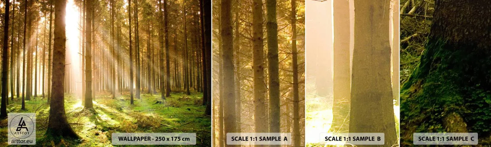 Campione Di Fotomurale Standard Eco - Adesso appaiono gli elfi - foresta, Raggi del sole, Natura - 100x30 cm