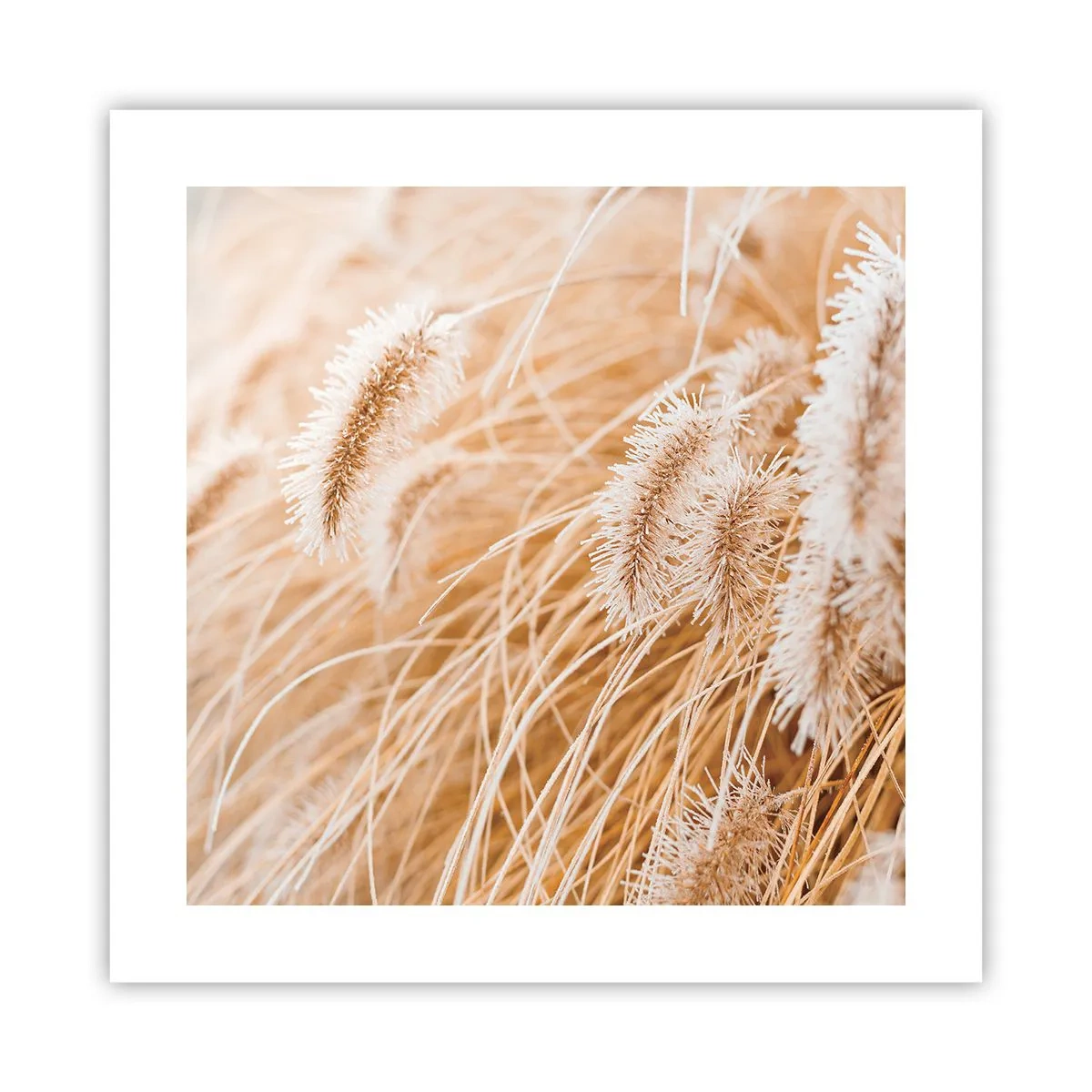 Poster - Il fruscio dorato dell'erba - 40x40 cm
