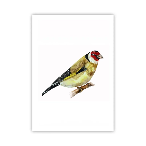 Poster - Ritratto di uccello - 70x100 cm