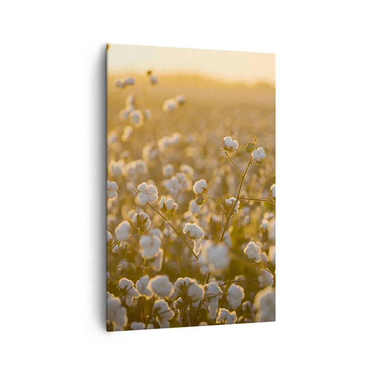 Quadro su tela - Stampe su Tela - Un campo di cotone nella calda luce del sole al tramonto - 80x120cm - Campo di morbidezza - Decorazione murale moderna per soggiorno e camera da letto ARTTOR