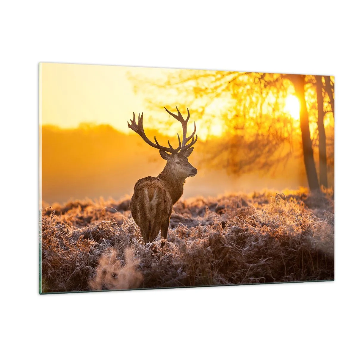 Quadro su vetro - Cervo nei raggi del sole nascente - 120x80cm - Il re del bosco estivo - Decorazione murale moderna per soggiorno e camera da letto ARTTOR