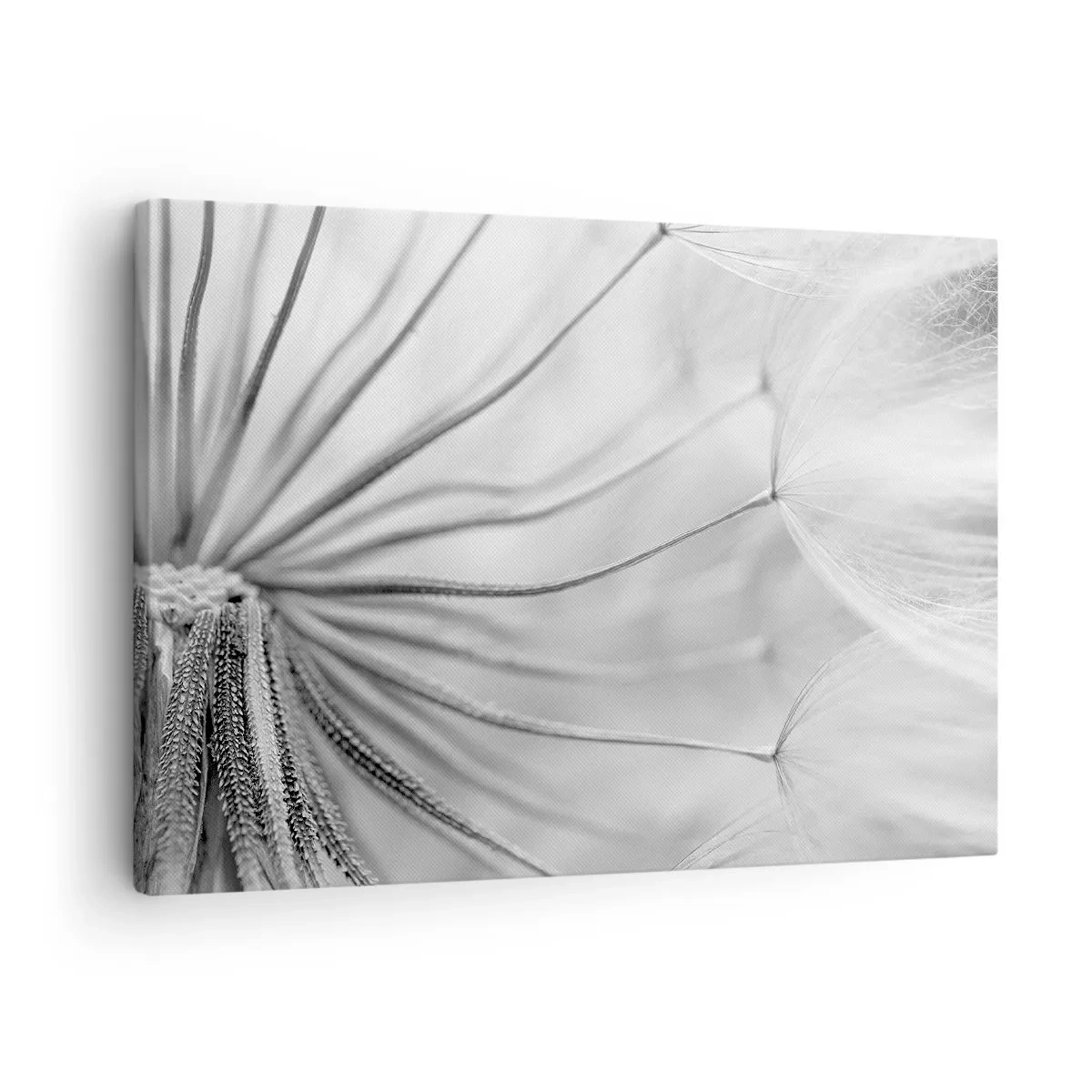 Quadro su tela - Stampe su Tela - Delicati denti di leone nei toni del bianco e del nero - 70x50cm - Denti di leone, aquiloni - Decorazione murale moderna per soggiorno e camera da letto ARTTOR
