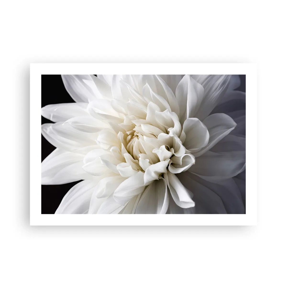 Poster - Il mattino della sposa - 70x50 cm
