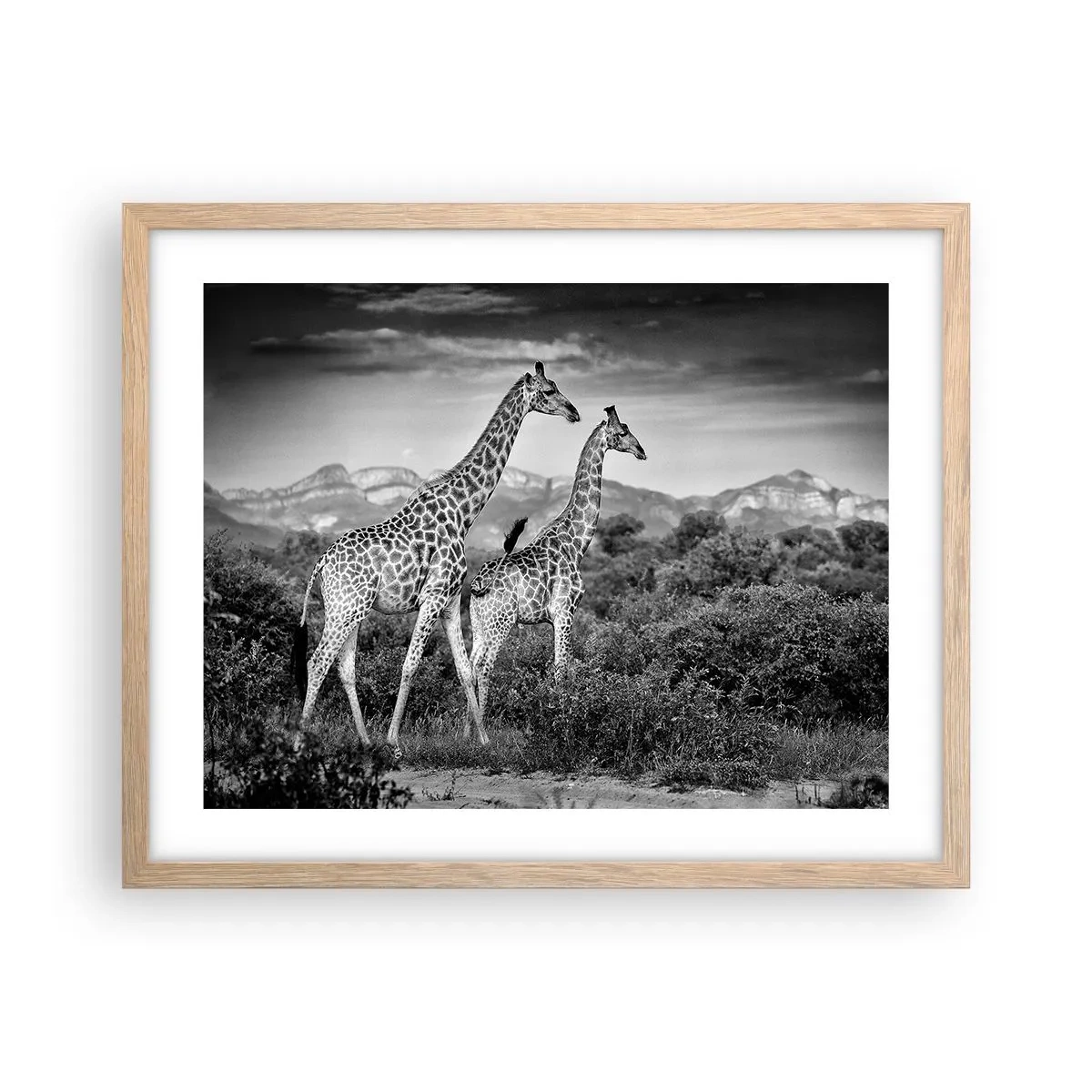 Poster in cornice rovere chiaro - Alta classe in Africa - 50x40 cm
