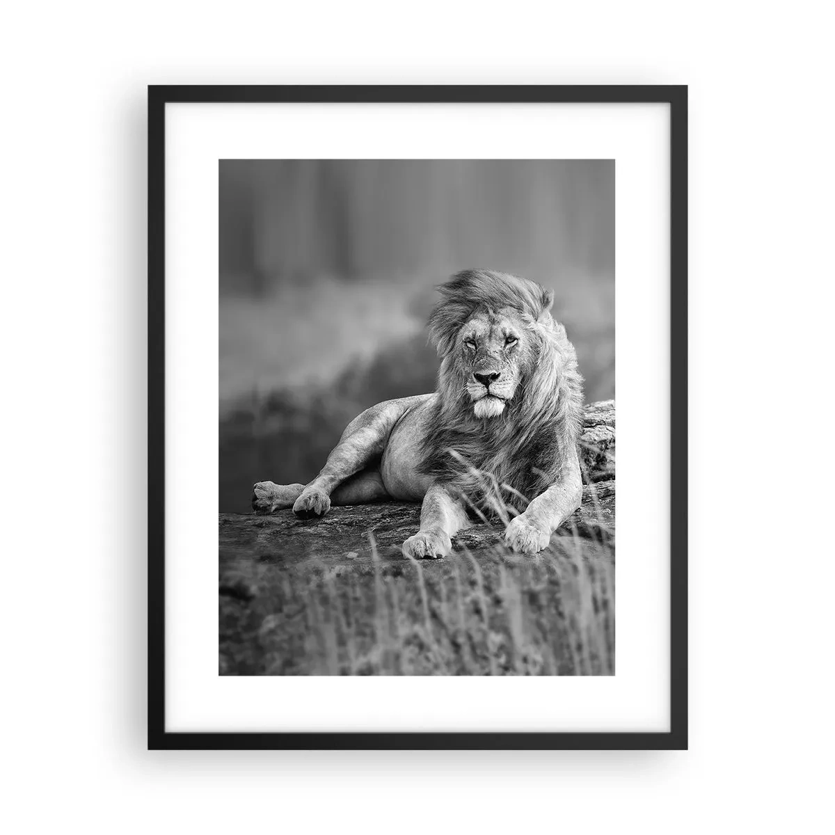 Poster in cornice nera - La siesta del re - 40x50 cm
