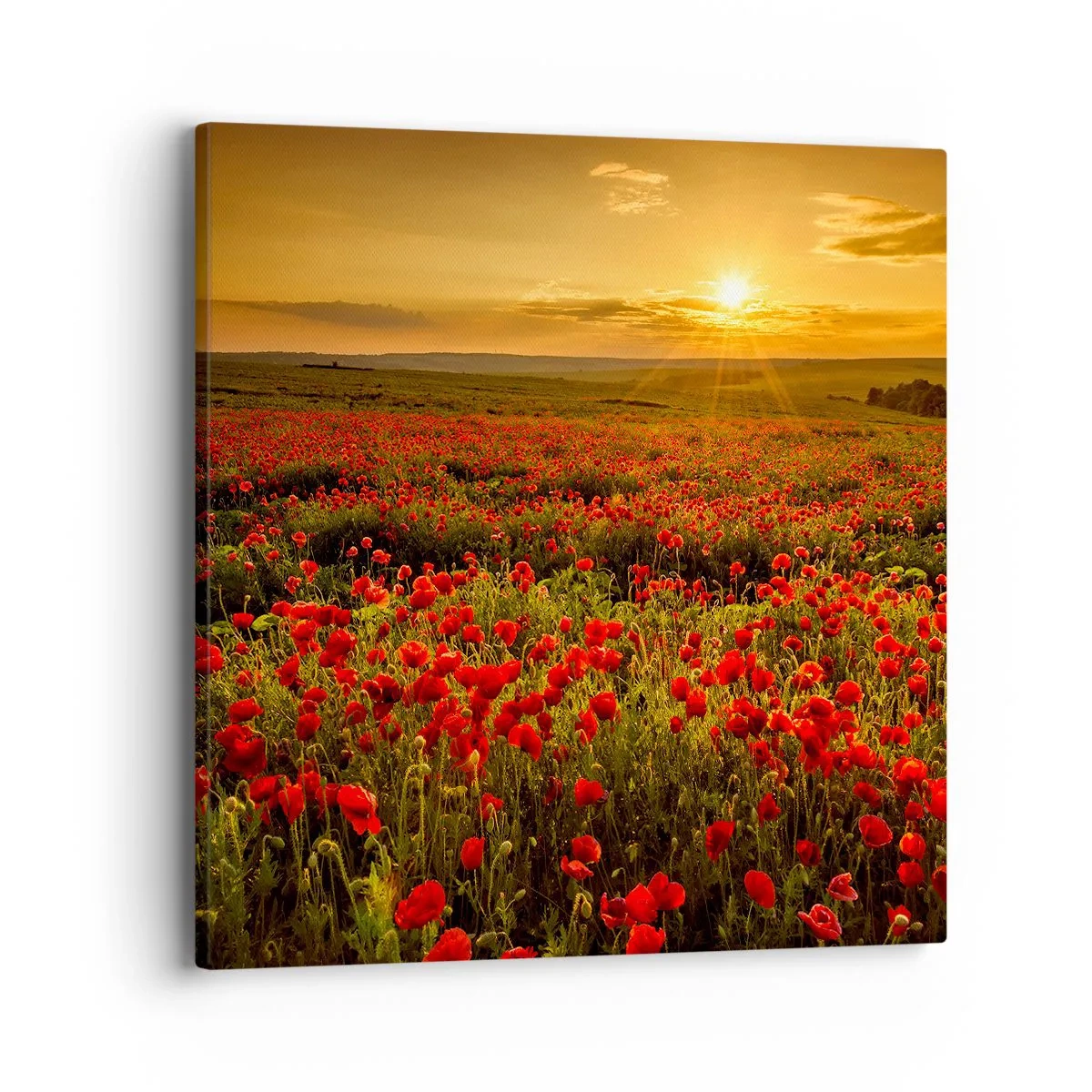 Quadro su tela - Stampe su Tela - Tra il fruscio delle erbe, in un'esplosione di fiori - 40x40 cm