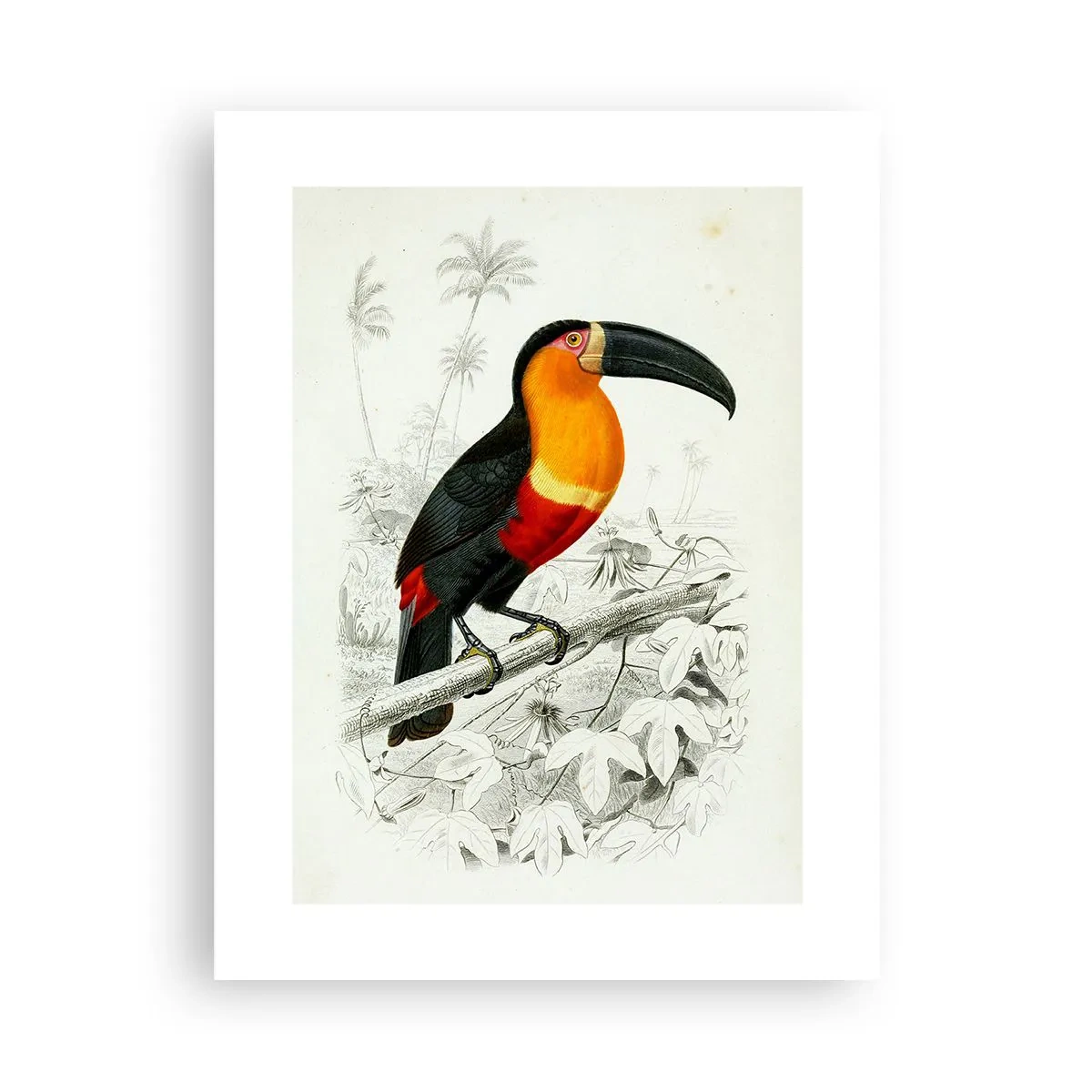 Poster - Colori di uccelli - 30x40 cm
