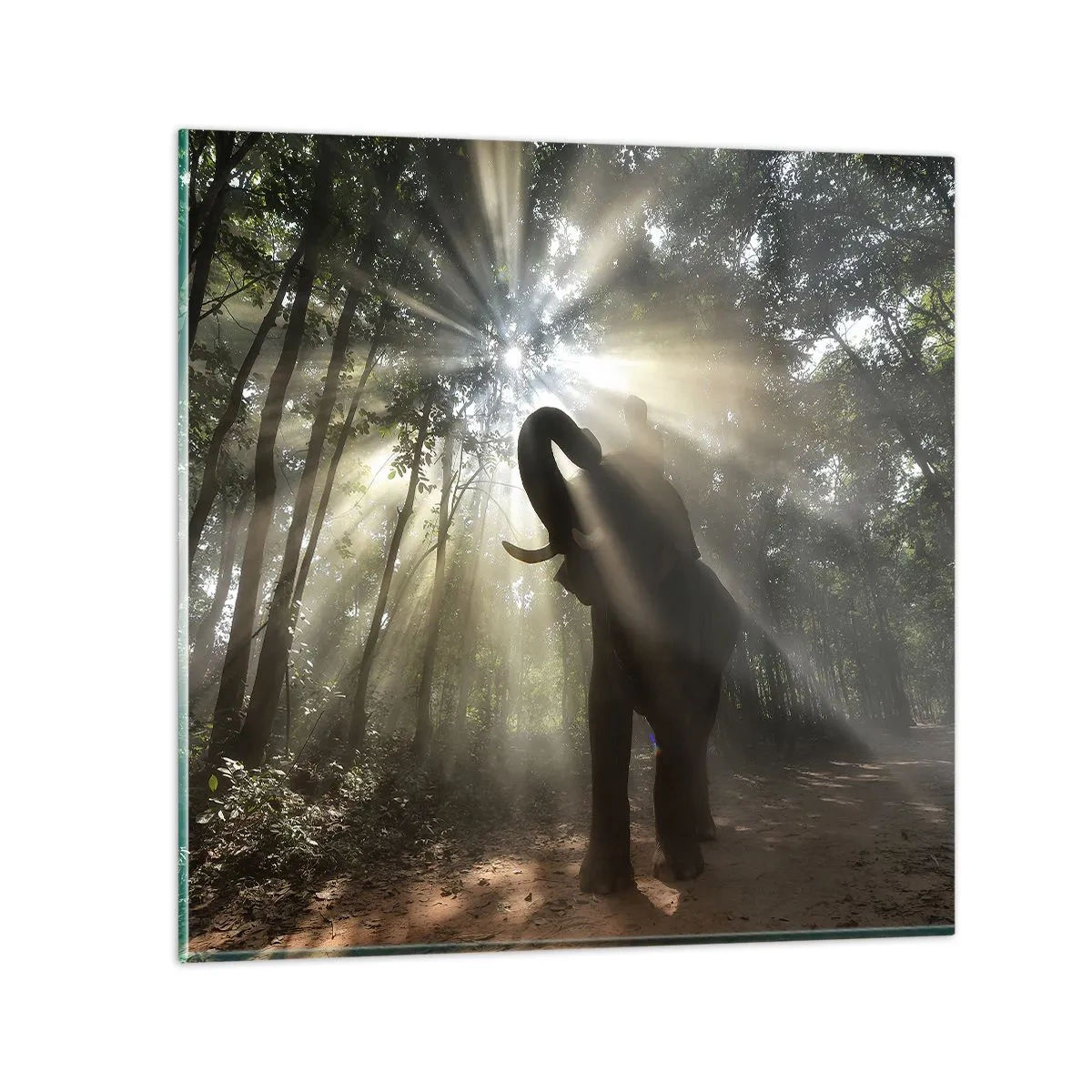 Quadro su vetro - Sotto una stella fortunata - 70x70 cm