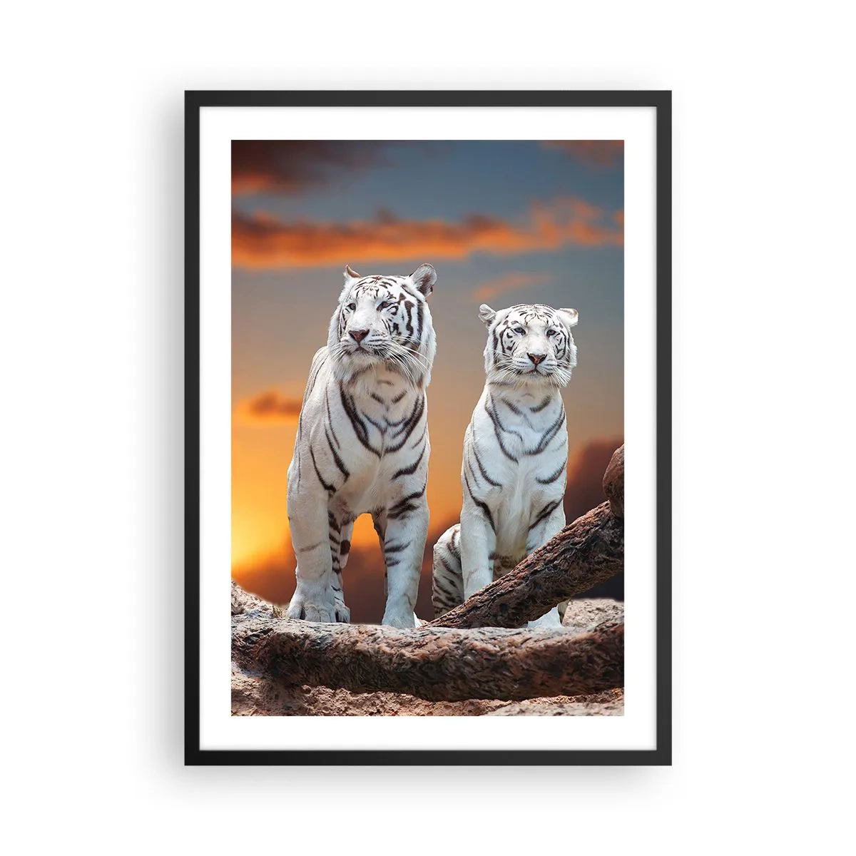 Poster in cornice nera - Tigri bianche contro il sole al tramonto - 50x70cm - Proprio come a Narnia - Decorazione murale moderna per soggiorno e camera da letto ARTTOR