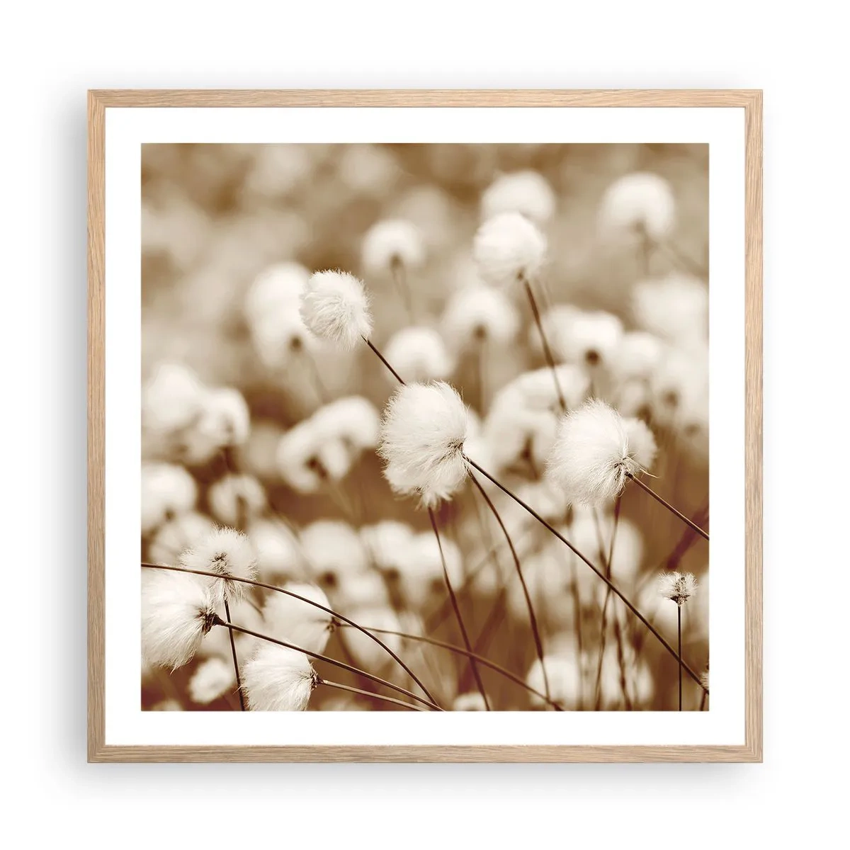 Poster in cornice rovere chiaro - Campo di morbidezza - 60x60 cm