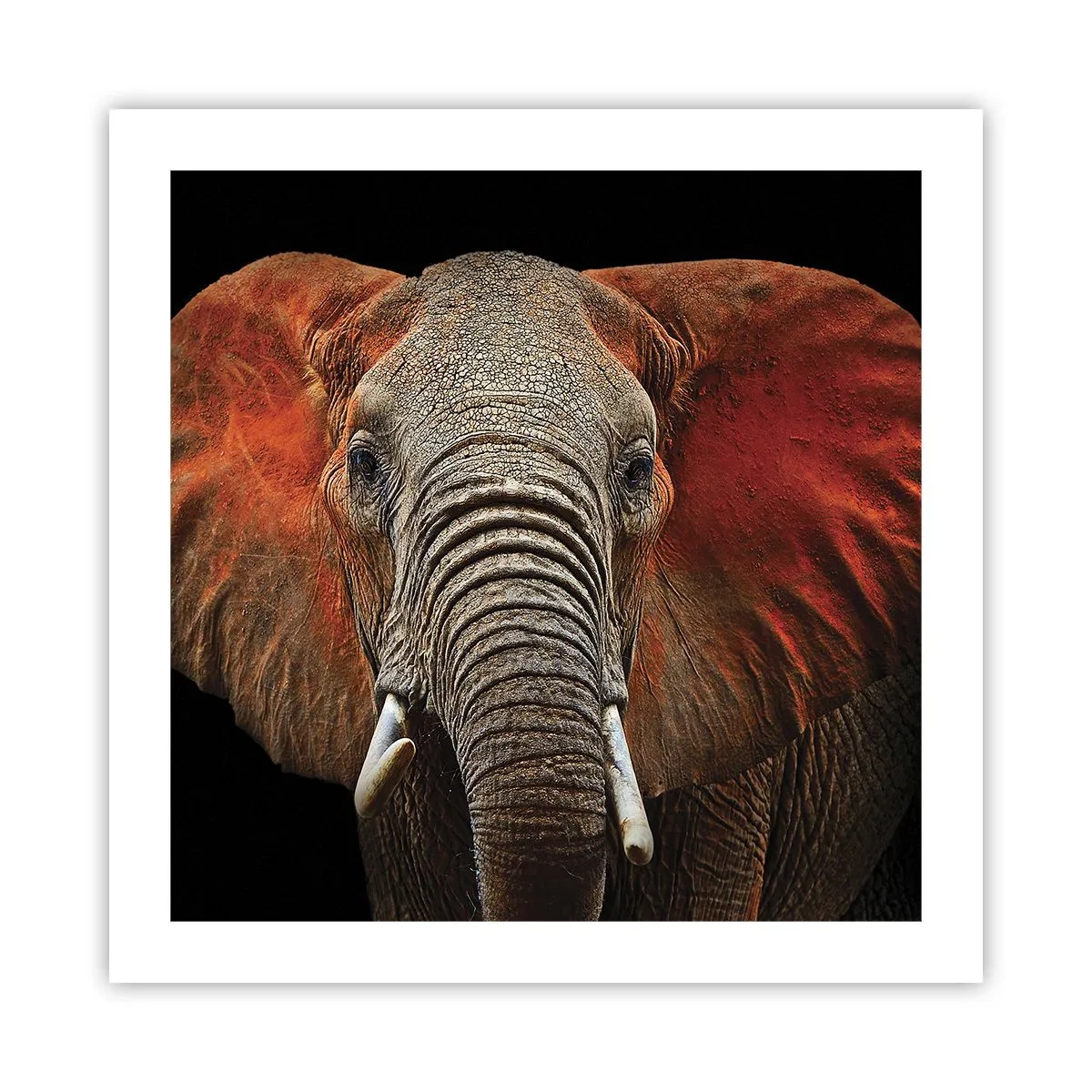 Poster - Sono selvaggio e tu? - 50x50 cm