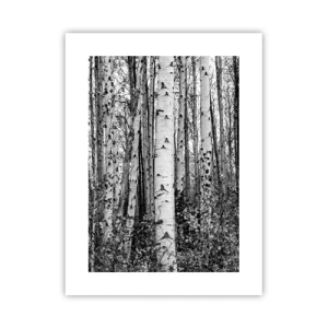 Poster - Colonnato di betulle - 30x40 cm