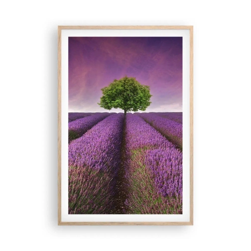 Poster in cornice rovere chiaro - Sui campi di lavanda - 61x91 cm