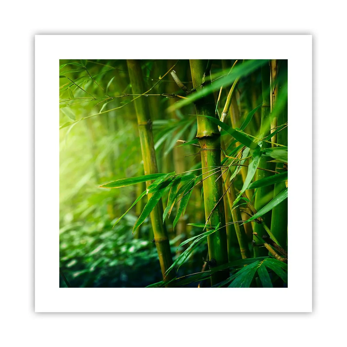 Poster - Conoscere il verde in sé - 40x40 cm