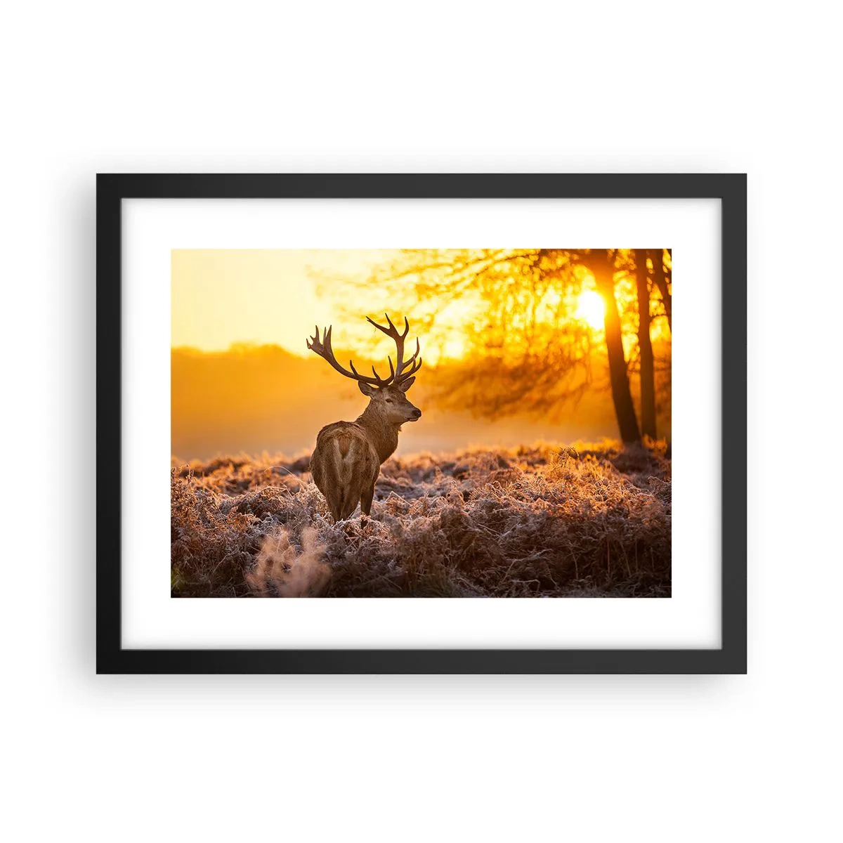 Poster in cornice nera - Il re del bosco estivo - 40x30 cm