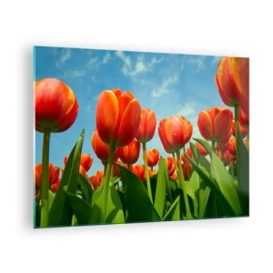 Quadro su vetro - Un campo di tulipani rossi sotto un cielo azzurro - 70x50cm - A loro non serve nulla oltre al cielo azzurro - Decorazione murale moderna per soggiorno e camera da letto ARTTOR