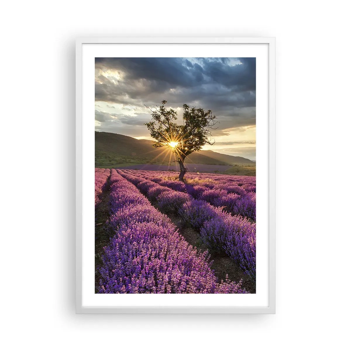 Poster in cornice bianca - Aroma di colore lilla - 50x70 cm