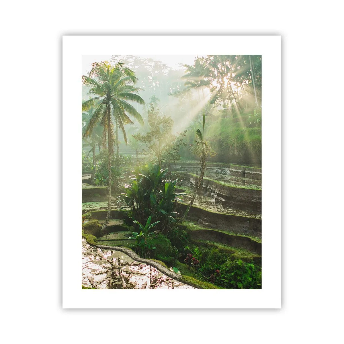 Poster - Crescere al sole - 40x50 cm