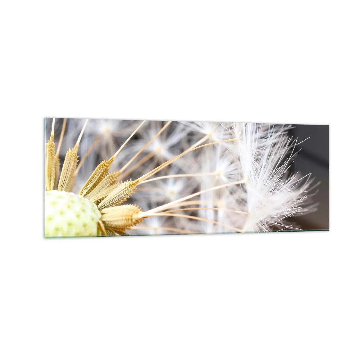 Quadro su vetro - Macrofotografia di un dente di leone con semi delicati - 140x50cm - Subito prima del decollo - Decorazione murale moderna per soggiorno e camera da letto ARTTOR