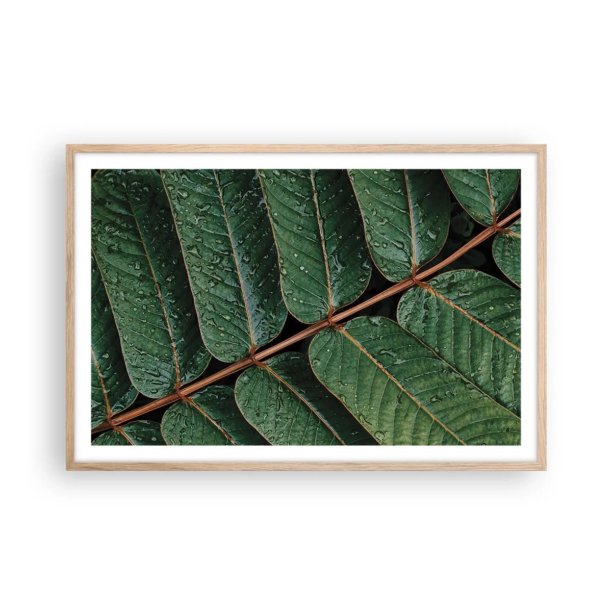 Poster in cornice rovere chiaro - Al ritmo verde - 91x61 cm