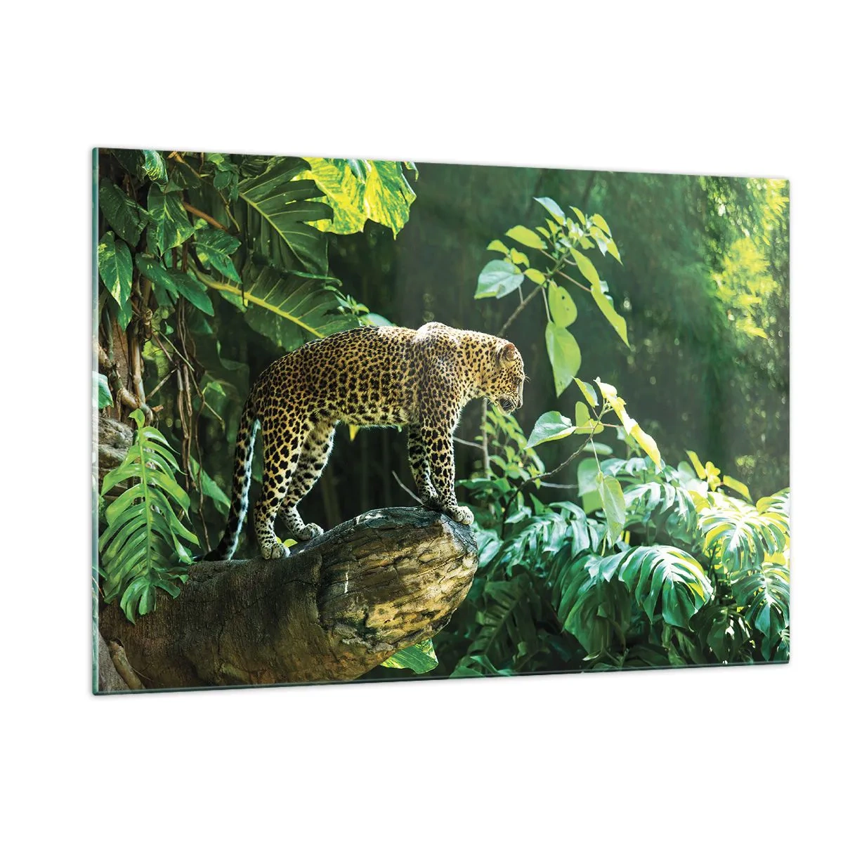 Quadro su vetro - Leopardo su una roccia nella giungla tropicale - 120x80cm - A caccia? - Decorazione murale moderna per soggiorno e camera da letto ARTTOR