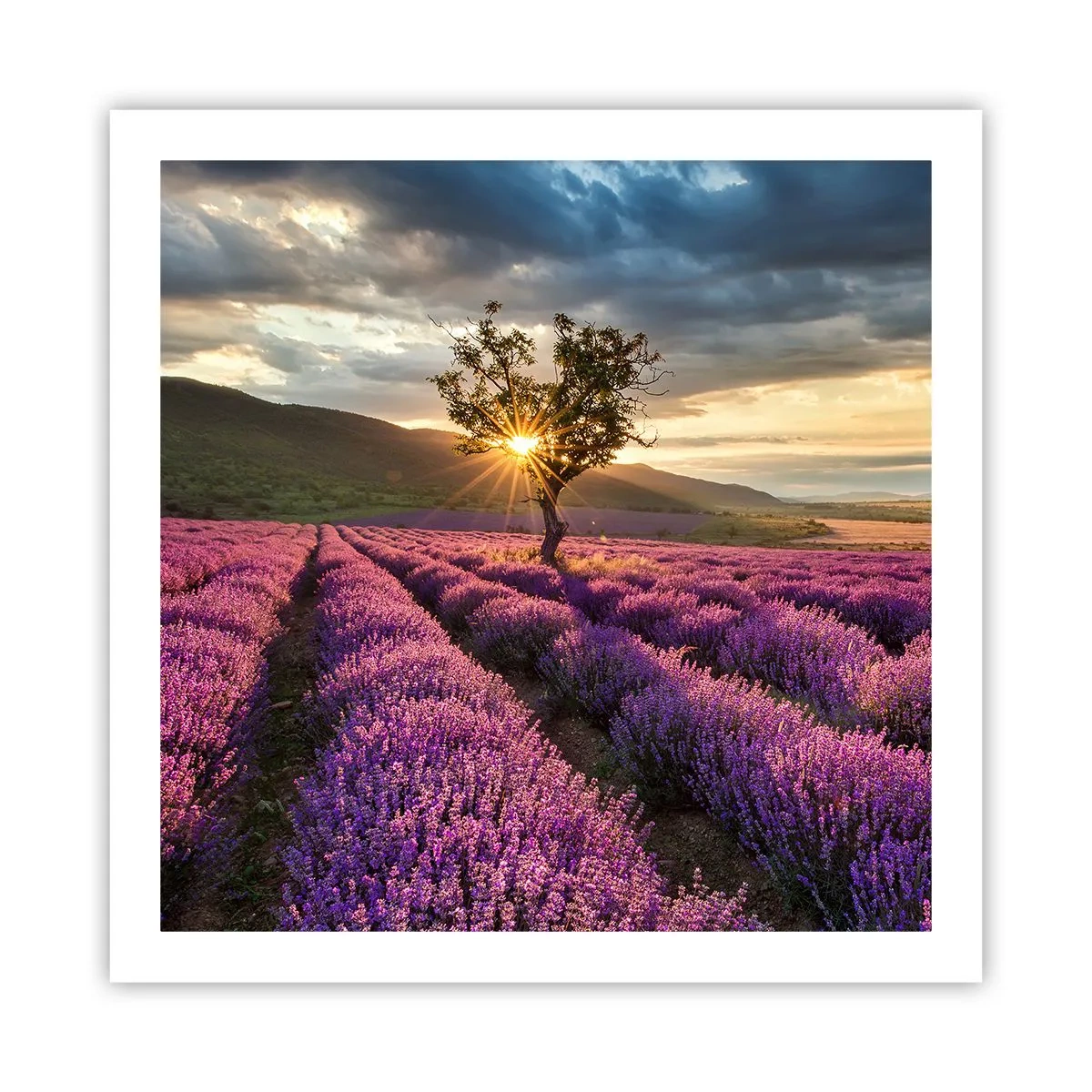 Poster - Aroma di colore lilla - 60x60 cm