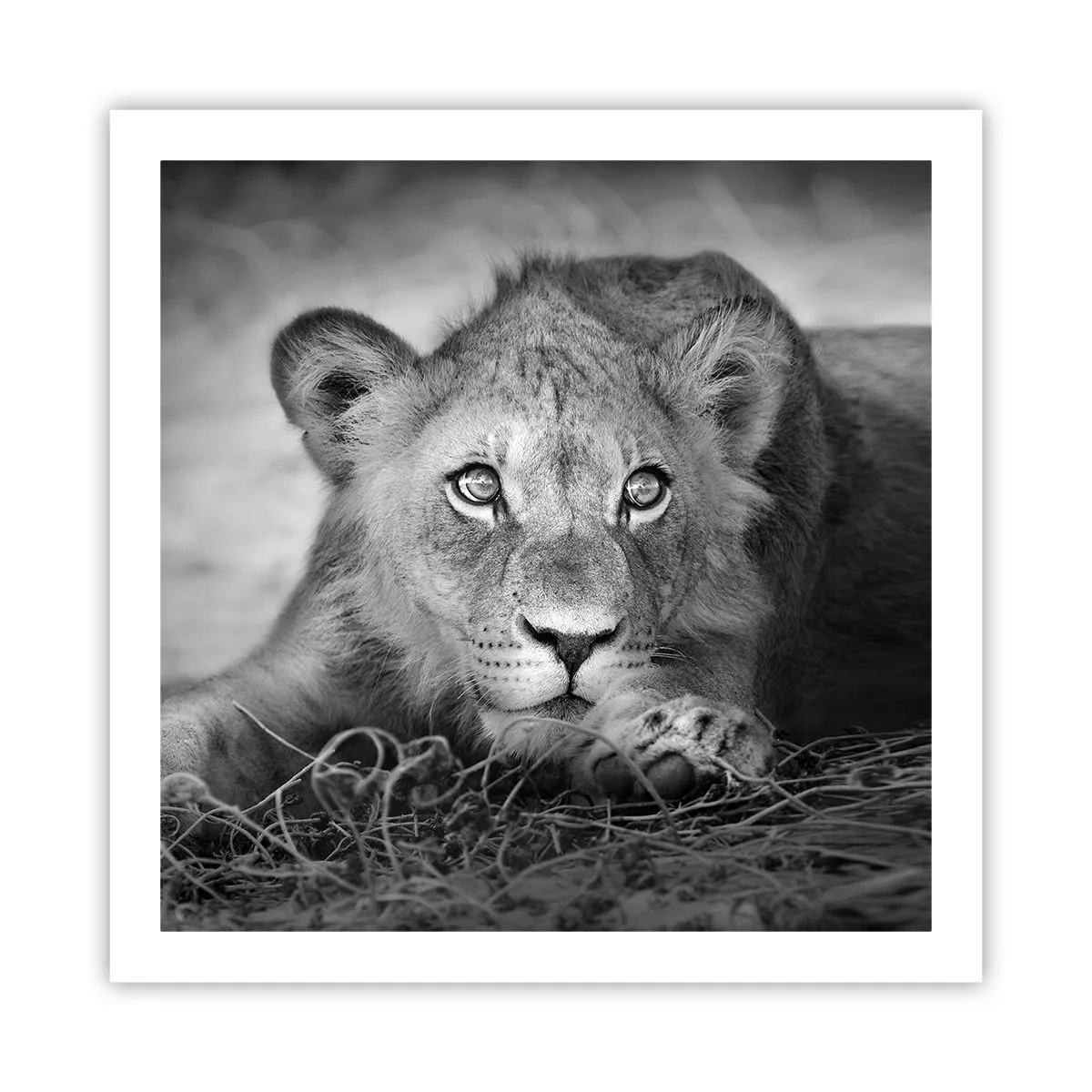 Poster - Cucciolo reale - 60x60 cm