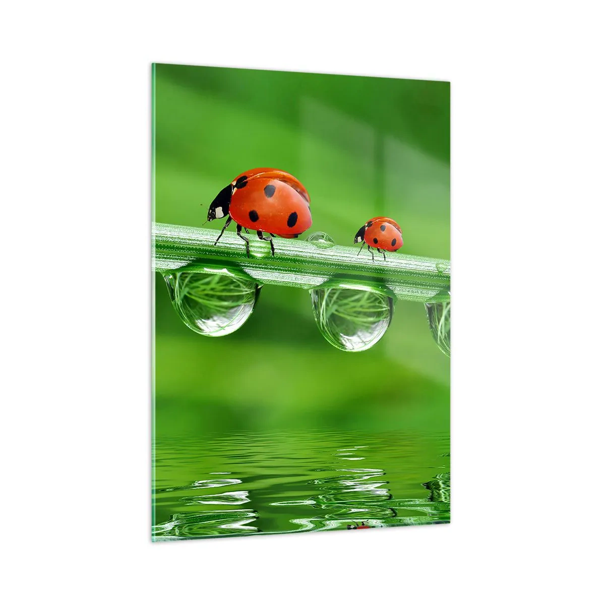 Quadro su vetro - Coccinelle su un filo d'erba con gocce di rugiada e riflesso nell'acqua - 50x70cm - In cammino per tutta l'estate - Decorazione murale moderna per soggiorno e camera da letto ARTTOR